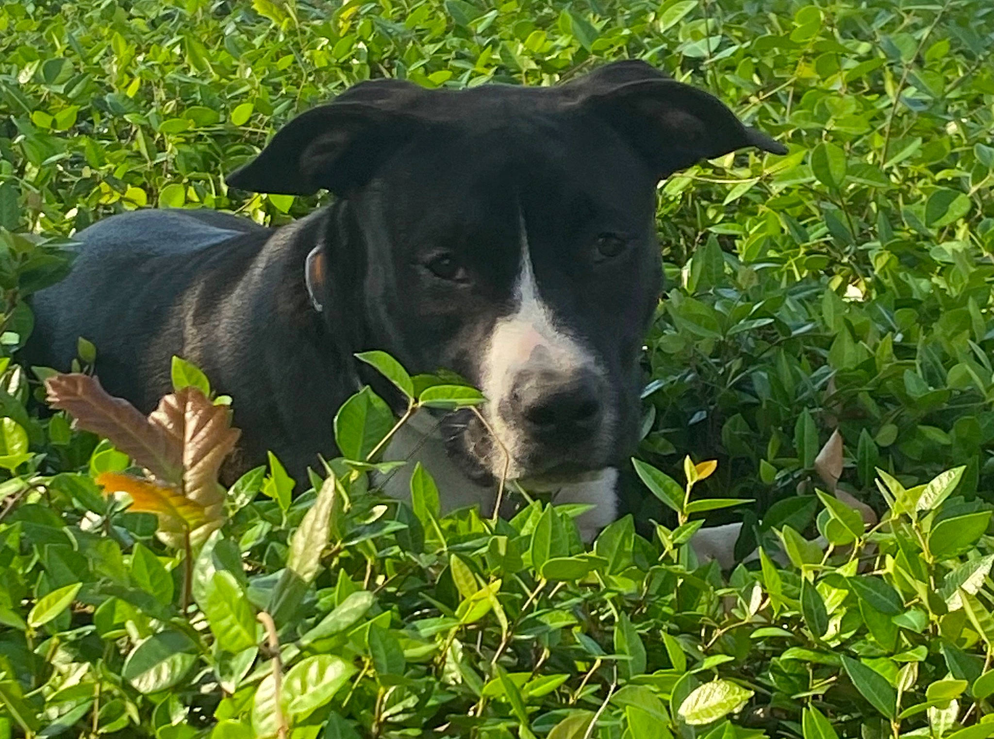 Genesis joined the competition — help win amazing prizes! annual_plant, canidae, carnivore, companion_dog, dog, dog_breed, flowering_plant, grass, grass_family, grassland, groundcover, herb, herbaceous_plant, hunting_dog, plant, shrub, sporting_group, terrestrial_animal, working_animal, working_dog