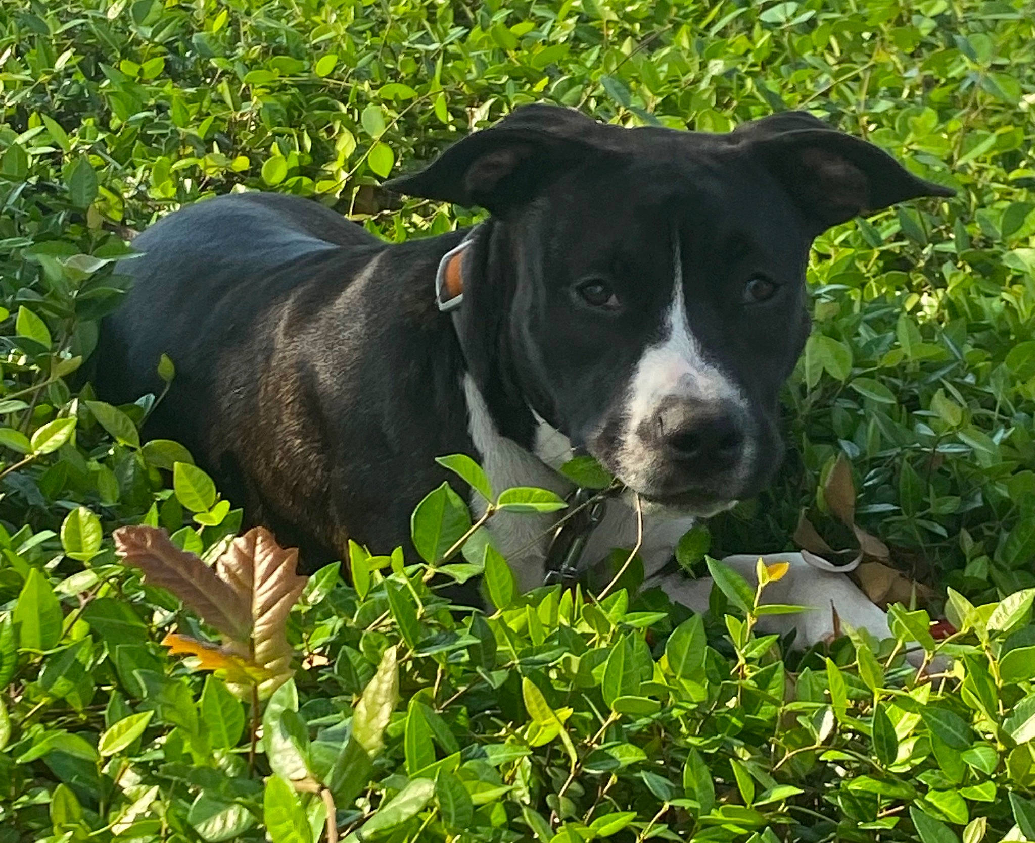 Genesis is registered to the contest to win money with this photo: annual_plant, borador, canidae, carnivore, collar, companion_dog, dog, dog_breed, flowering_plant, grass, grassland, groundcover, herb, hunting_dog, plant, shrub, snout, sporting_group, terrestrial_animal, working_animal