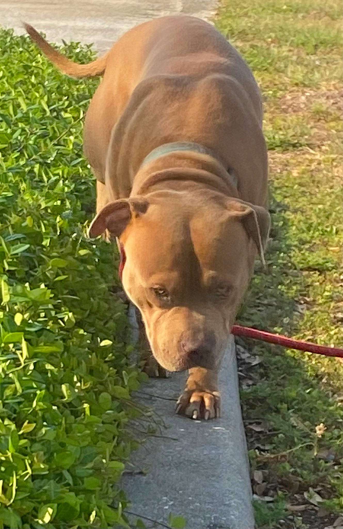 Pharaoh joined the competition — help win amazing prizes! canidae, carnivore, collar, companion_dog, dog, dog_breed, dog_collar, dog_supply, fawn, grass, groundcover, liver, pet_supply, plant, snout, sporting_group, tail, terrestrial_animal, wildlife, working_animal