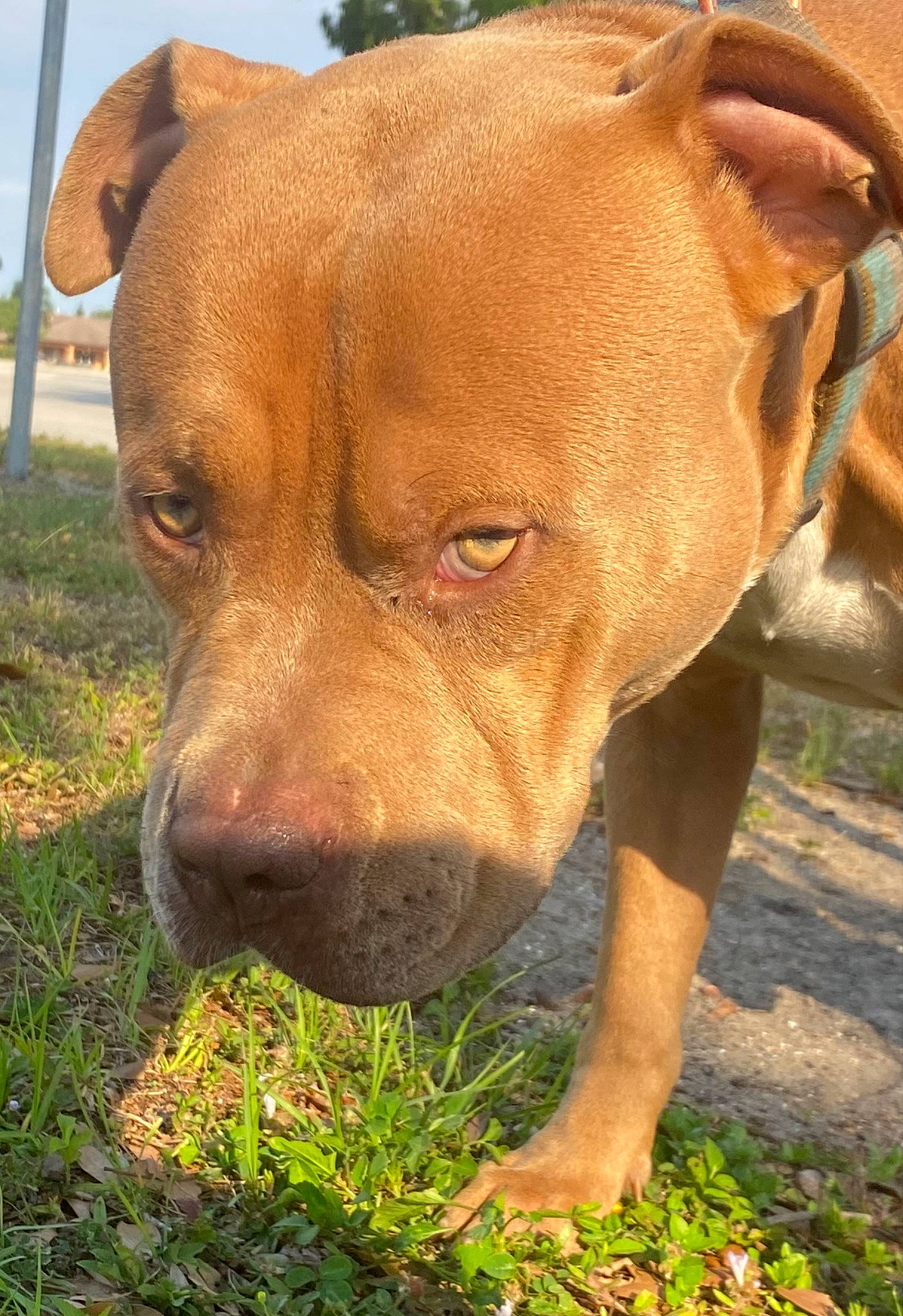 Pharaoh joined the competition — help win amazing prizes! canidae, carnivore, collar, companion_dog, dog, dog_breed, fawn, grass, grassland, liver, molosser, non_sporting_group, plant, sky, snout, sporting_group, terrestrial_animal, whiskers, working_animal, working_dog