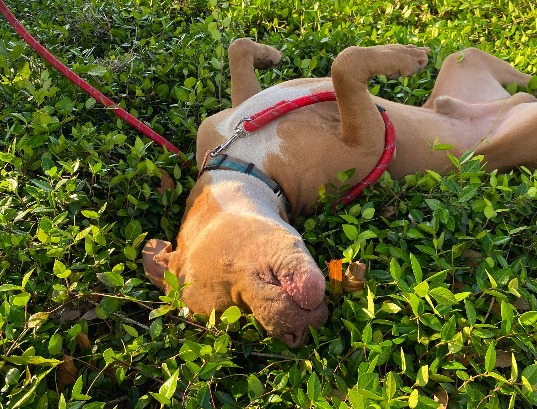 Pharaoh joined the competition — help win amazing prizes! canidae, carnivore, chest, companion_dog, dog, dog_breed, fawn, grass, grass_family, grassland, groundcover, human_leg, people_in_nature, plant, shrub, soil, sporting_group, terrestrial_animal, thigh, working_animal