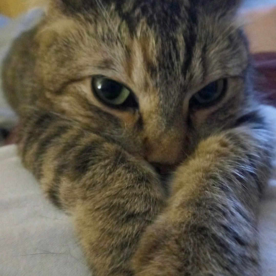 Special Cat is registered to the contest to win money with this photo: abyssinian, animal, brasssection, cat, couch, cushion, face, furniture, head, homedecor, horn, indoors, kitten, manx, musicalinstrument, person, pet, photography, portrait, sleeping