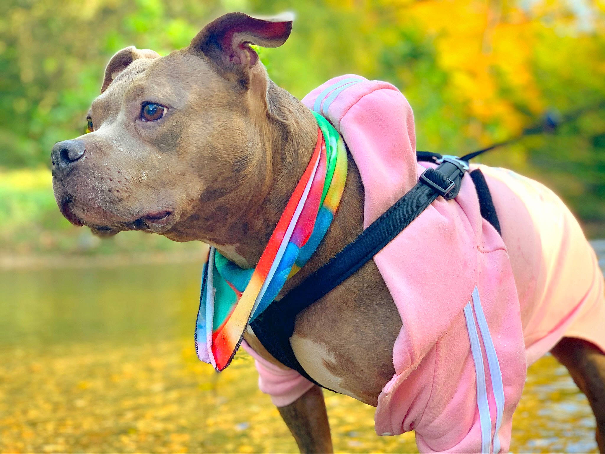 Chelsea is registered to the contest to win money with this photo: carnivore, collar, companion_dog, dog, dog_breed, dog_clothes, dog_collar, dog_supply, fashion_accessory, fawn, grass, leash, personal_protective_equipment, pet_supply, snout, sporting_group, sunglasses, terrestrial_animal, whiskers, working_animal