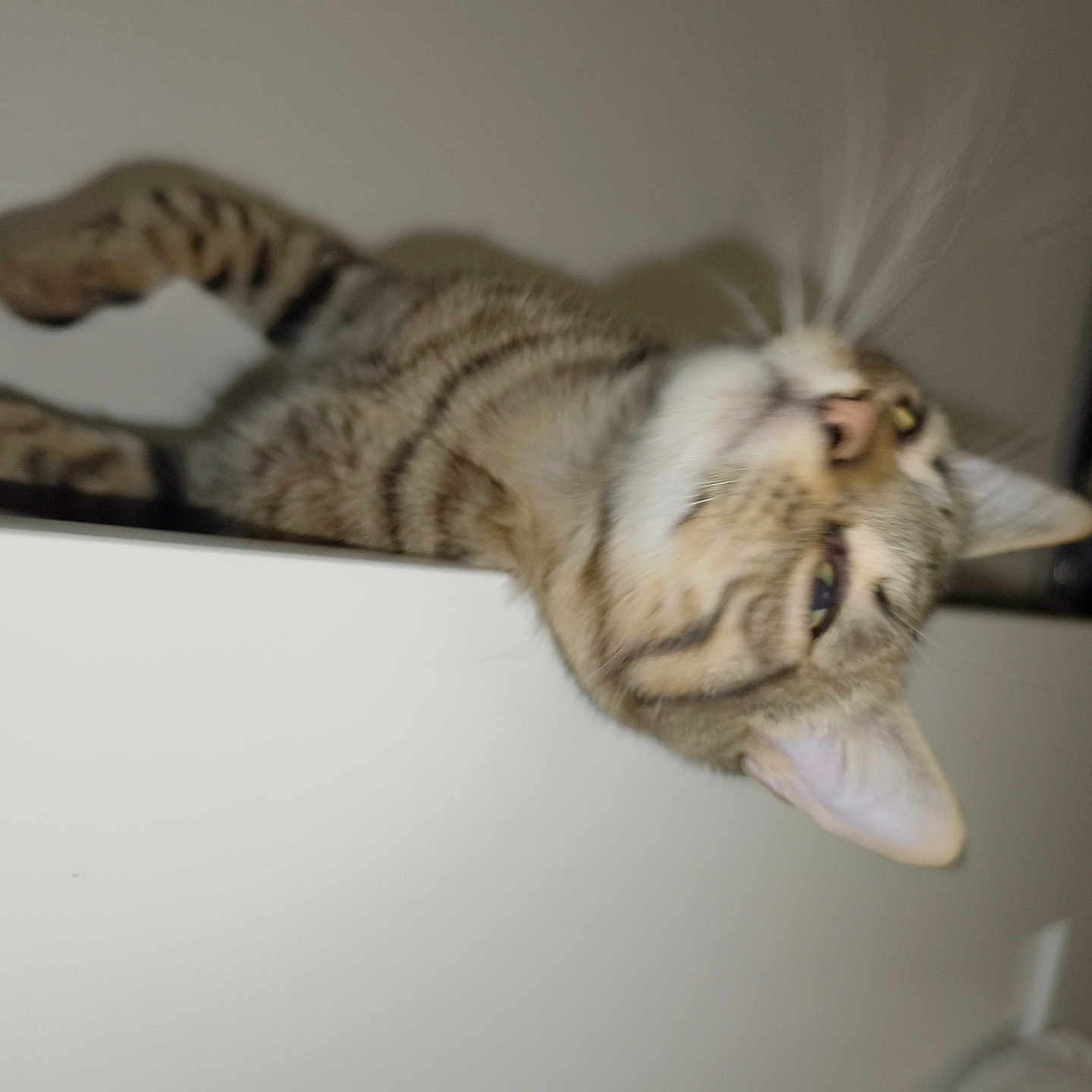 Mowgli participe au concours pour gagner de l'argent avec cette photo : animal, blurred, cat, closeup, domestic, ears, eyes, feline, fur, head_tilt, home, indoor, lounging, pet, portrait, relaxed, resting, tabby, whiskers, white_surface