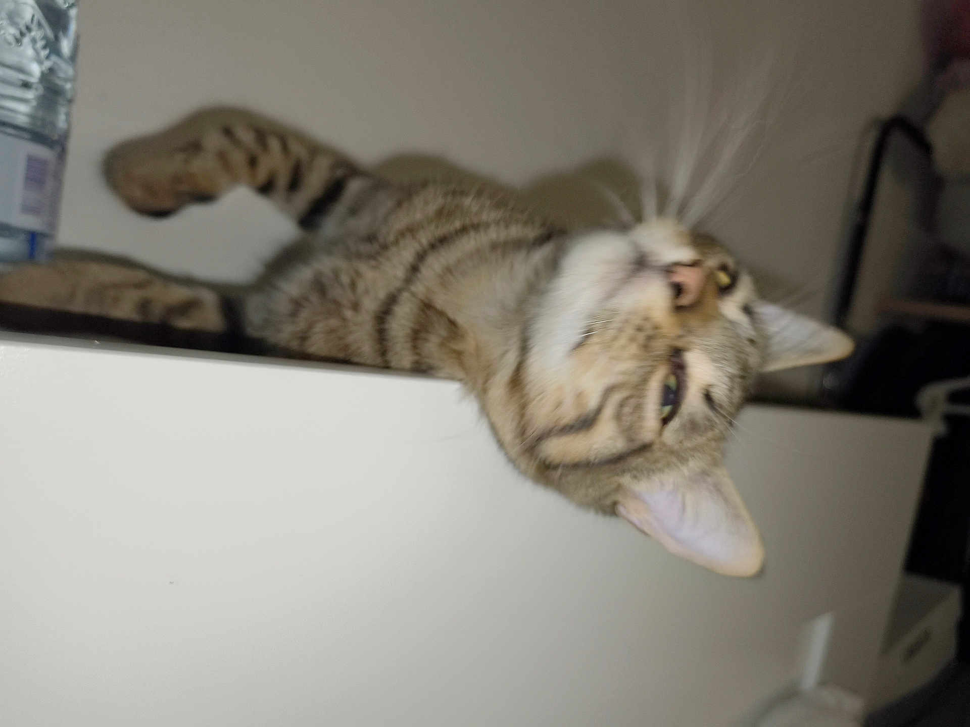 Mowgli