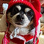 Chole is registered to the contest to win money with this photo: adorable, animal, canine, christmas, closeup, costume, cute, dog, face, festive, fur, holiday, holiday_outfit, indoors, pet, portrait, red_hat, small_dog, tassels, winter_clothing