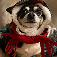 Chole is registered to the contest to win money with this photo: animal, blanket, chihuahua, christmas, closeup, couch, cozy, cute, dog, eyes, face, fur, hat, holiday, indoor, pet, portrait, scarf, sitting, winter