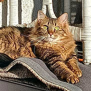 Sophia joined the competition — help win amazing prizes! animal, blanket, brown_fur, cat, cat_tree, closeup, fluffy, furniture, furry, green_eyes, indoors, lying_down, orange_fur, pet, portrait, relaxed, striped_fur, tabby_cat, watermark, whiskers
