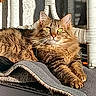 animal, blanket, brown_fur, cat, cat_tree, closeup, fluffy, furniture, furry, green_eyes, indoors, lying_down, orange_fur, pet, portrait, relaxed, striped_fur, tabby_cat, watermark, whiskers