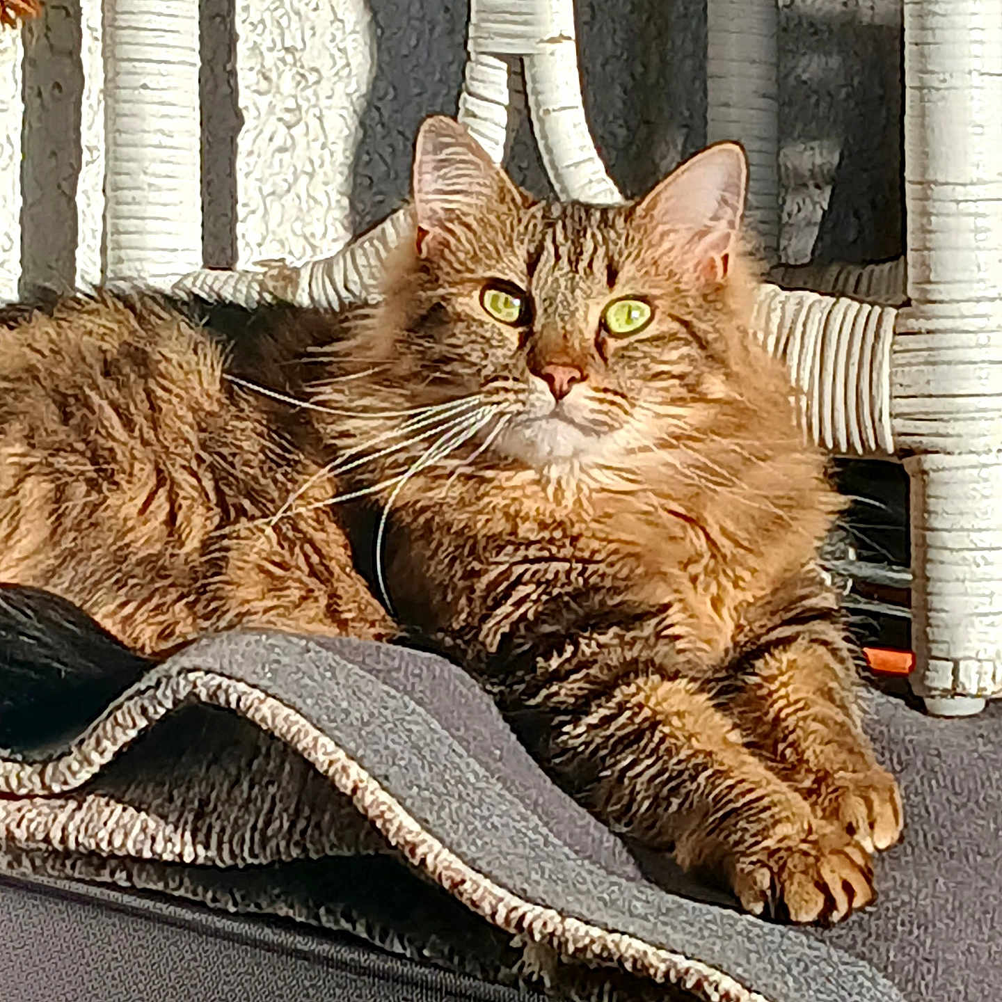 Sophia
