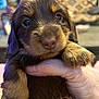 Coco joined the competition — help win amazing prizes! puppy, dog, close_up, brown_fur, cute, pet, animal, indoor, hand, young, fur, small, eyes, face, paw, domestic_animal, mammal, portrait, holding, adorable