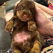 Coco is registered to the contest to win money with this photo: puppy, dog, brown, cute, pet, hand, indoor, closeup, sleepy, young, animal, fur, person, couch, comfort, resting, domestic, small, cozy, relaxation