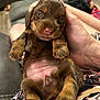 puppy, dog, brown, cute, pet, hand, indoor, closeup, sleepy, young, animal, fur, person, couch, comfort, resting, domestic, small, cozy, relaxation