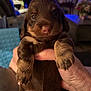 Coco joined the competition — help win amazing prizes! puppy, dog, brown, cute, pet, indoor, hand, closeup, fur, animal, young, small, mammal, holding, paws, face, expression, cozy, blurred_background, domestic