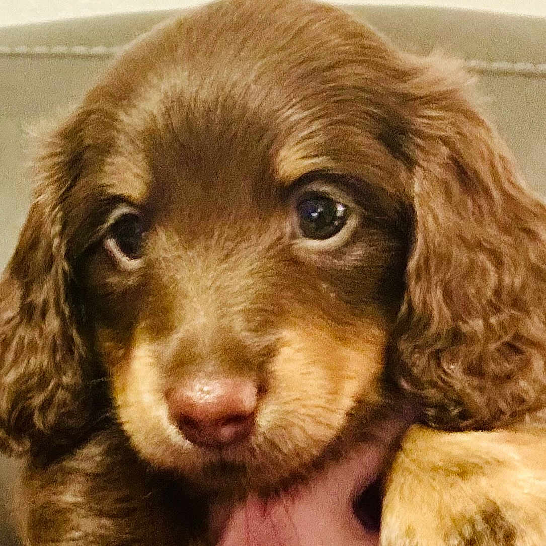 Coco joined the competition — help win amazing prizes! adorable, animal, brown_fur, close_up, cute, dog, domestic_animal, ears, eyes, face, floppy_ears, fur, hand, holding, indoor, nose, pet, portrait, puppy, young