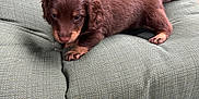 Coco joined the competition — help win amazing prizes! puppy, dog, brown_fur, small, cute, cushion, chair, pet, animal, outdoor, furniture, young, domestic_animal, resting, fur, canine, adorable, cozy, relaxing, companion