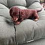 puppy, dog, brown_fur, small, cute, cushion, chair, pet, animal, outdoor, furniture, young, domestic_animal, resting, fur, canine, adorable, cozy, relaxing, companion