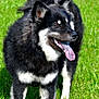 animal, ball, canine, collie, dog, eskimodog, field, grass, grassland, husky, lawn, nature, outdoors, pet, plant, puppy, sport, tennis, tennisball, whitedog