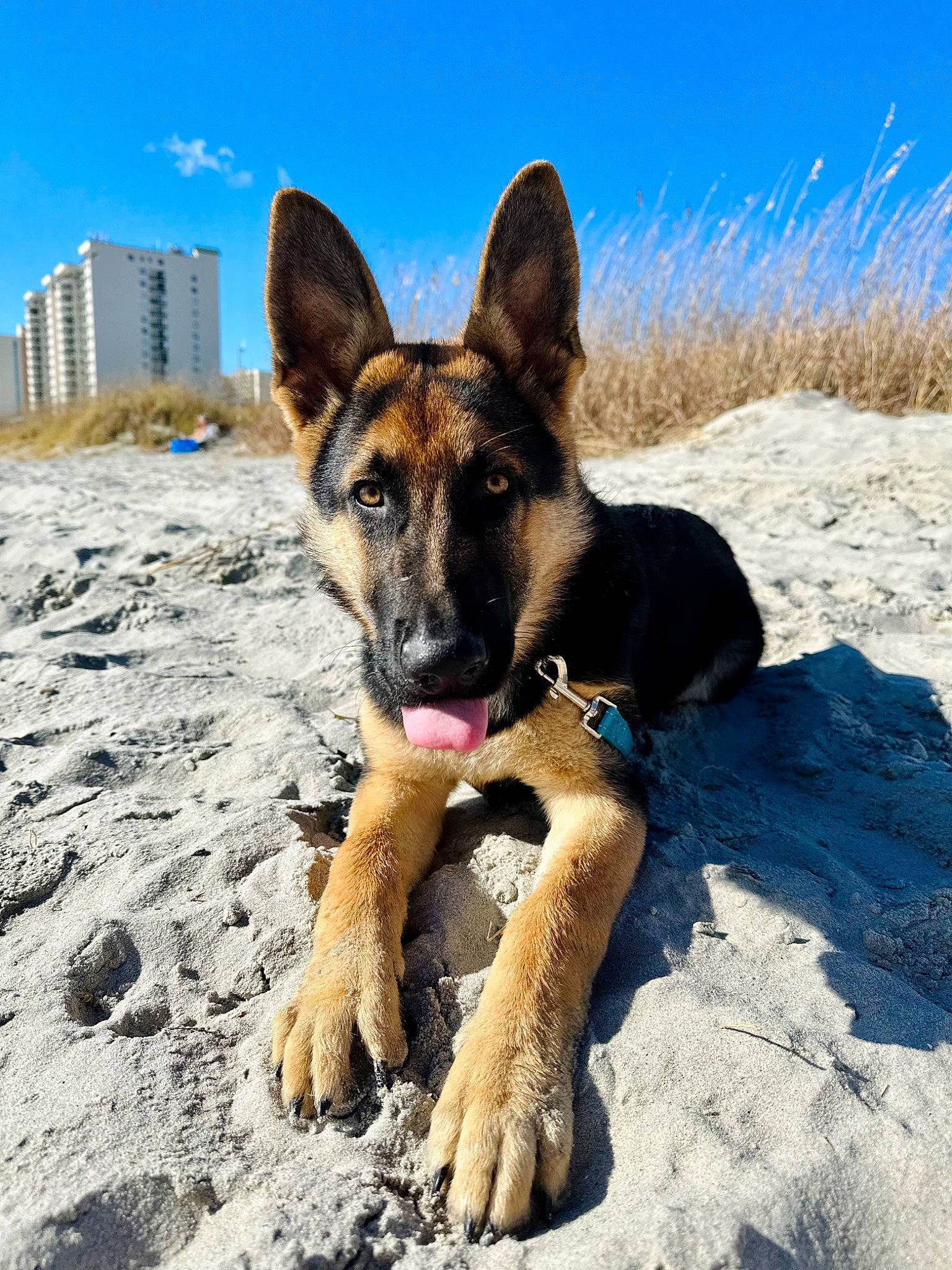 Boston is registered to the contest to win money with this photo: building, canidae, carnivore, cloud, dog, dog_breed, east_european_shepherd, fawn, foot, german_shepherd_dog, herding_dog, king_shepherd, landscape, old_german_shepherd_dog, plant, sky, snout, snow, sporting_group, working_dog