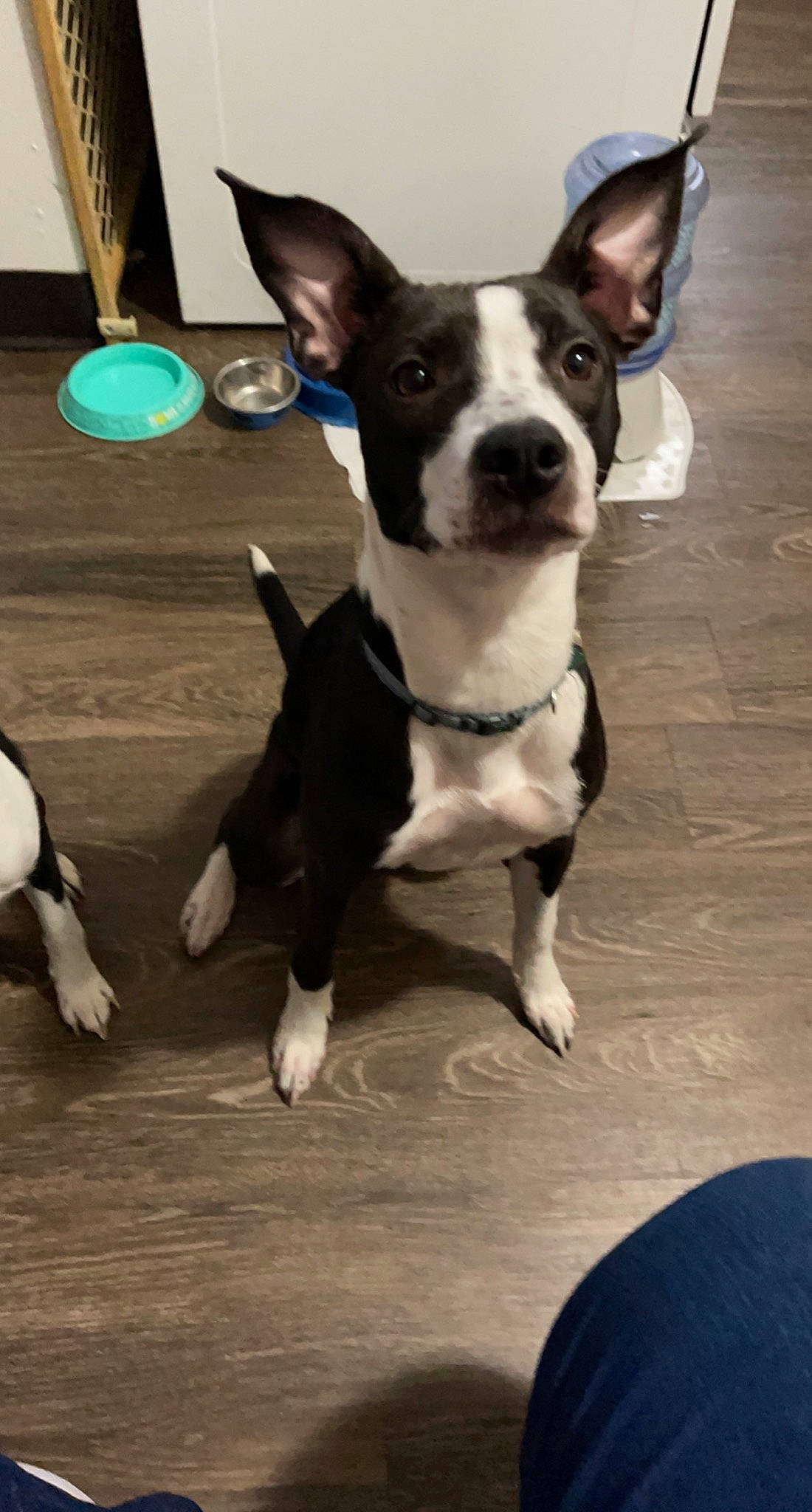 Rayna is registered to the contest to win money with this photo: boston_terrier, canidae, carnivore, collar, companion_dog, dog, dog_breed, dog_collar, dog_supply, ear, fawn, flooring, fur, paw, snout, sporting_group, tail, whiskers, wood, working_animal