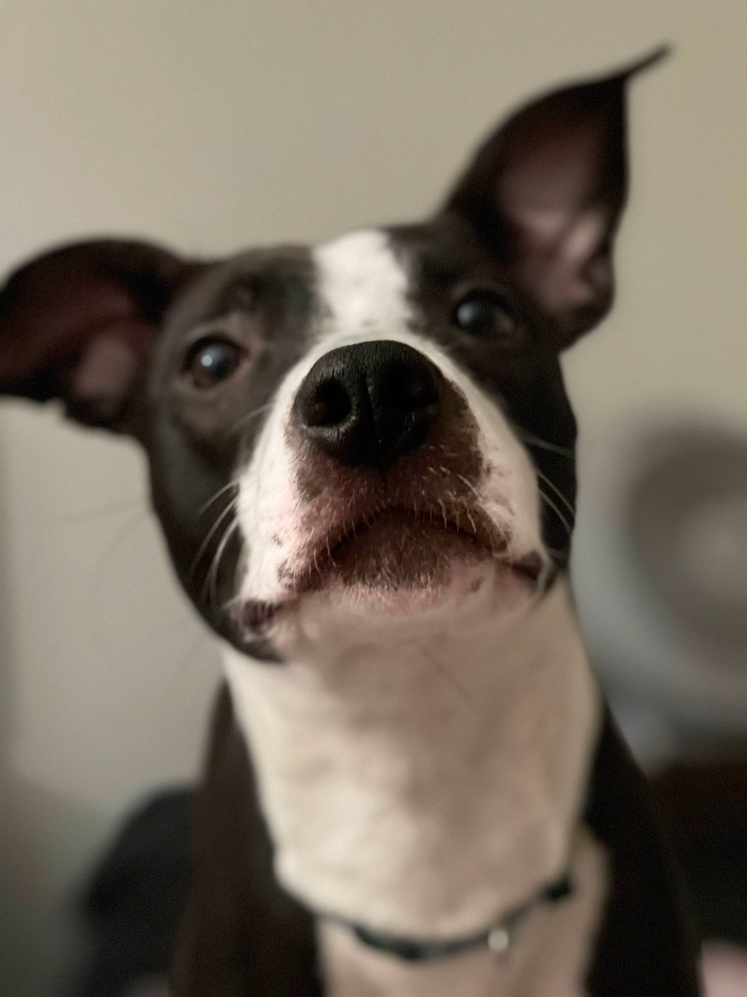 Rayna joined the competition — help win amazing prizes! boston_terrier, canidae, carnivore, collar, companion_dog, dog, dog_breed, dog_collar, ear, fawn, fur, jaw, mammal, monochrome, monochrome_photography, non_sporting_group, snout, sporting_group, whiskers, working_animal