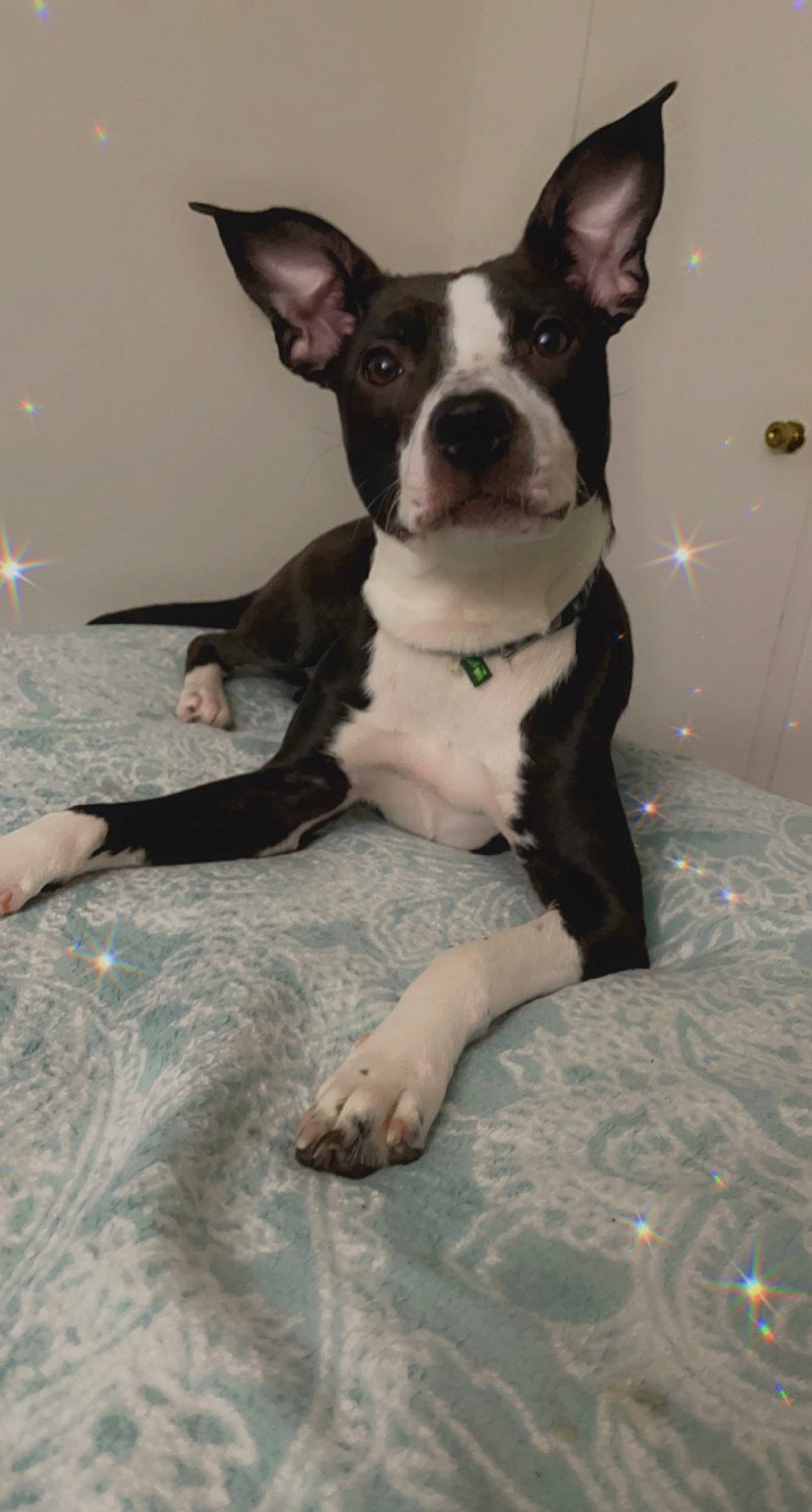 Rayna joined the competition — help win amazing prizes! boston_terrier, canidae, carnivore, collar, comfort, companion_dog, dog, dog_breed, ear, fawn, fireworks, flooring, french_bulldog, fur, snout, sporting_group, tail, terrestrial_animal, whiskers, working_animal