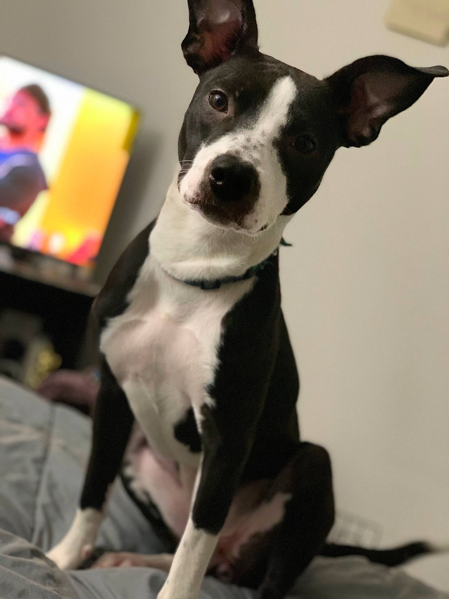 Rayna is registered to the contest to win money with this photo: canidae, carnivore, collar, companion_dog, dog, dog_breed, dog_collar, dog_supply, event, fawn, fur, guard_dog, monochrome_photography, non_sporting_group, pet_supply, snout, sporting_group, whiskers, working_animal, working_dog