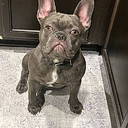 Rufuss is registered to the contest to win money with this photo: animal, brown, canine, collar, cute, dog, domestic, ears, floor, french_bulldog, front_paws, fur, household, indoor, kitchen, looking_up, pet, puppy, sitting, young