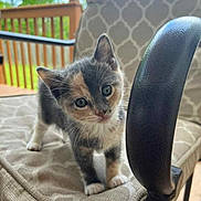 Aira is registered to the contest to win money with this photo: animal, calico, cat, chair, curious, cushion, cute, daylight, feline, fur, greenery, kitten, outdoor, patterned, pet, portrait, railing, small, wooden, young