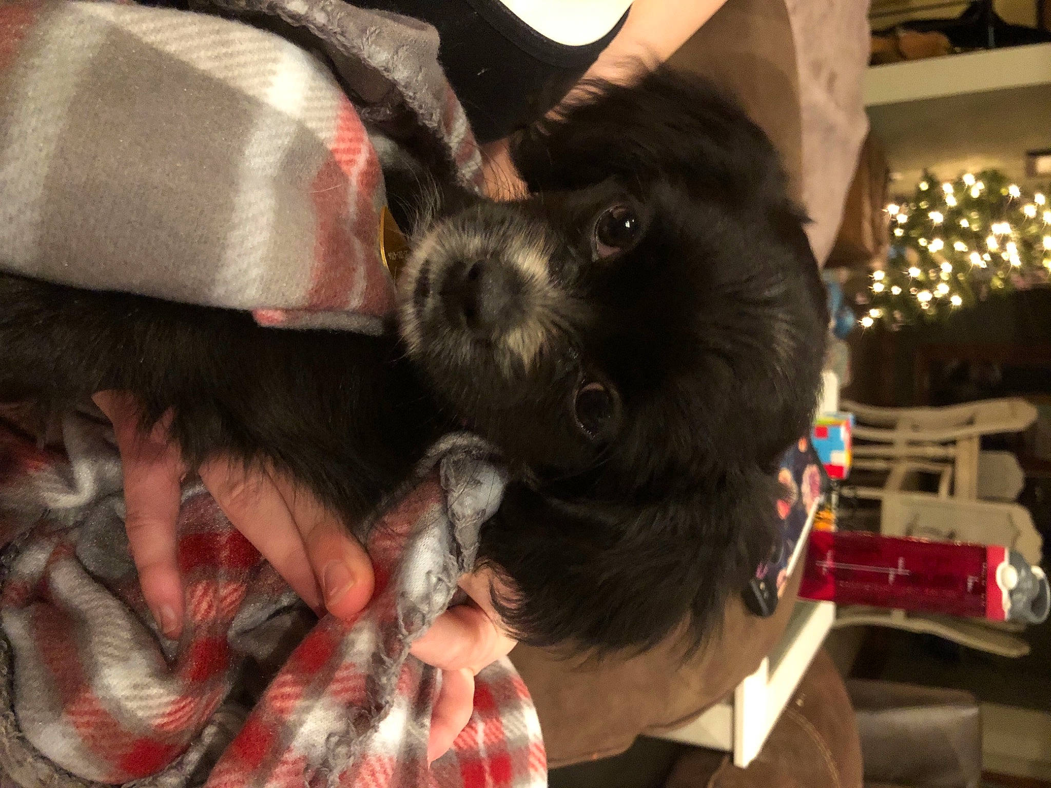 Lady is registered to the contest to win money with this photo: canidae, carnivore, collar, comfort, companion_dog, dog, dog_breed, dog_collar, flesh, fur, non_sporting_group, pet_supply, puppy, puppy_love, snout, sporting_group, toy_dog, working_animal, working_dog