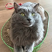 Clyde joined the competition — help win amazing prizes! cardboard, cat, cat_face, close_up, ears, fluffy, fur_texture, gray_cat, green_eyes, indoor, long_fur, nose, paws, pet, portrait, relaxed, scratcher, toy_ribbon, whiskers, wooden_floor