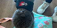 Clyde joined the competition — help win amazing prizes! beanie, cat, floof, fluffy_cat, gift_bag, gray_cat, green_eyes, hand, hardwood_floor, hat, human_hand, indoor, patterned_bag, pet_bed, playful, portrait, shoe, sitting, sneakers, whiskers