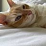 cat, orange_cat, white_bed, close_up, relaxed, feline, blue_eyes, whiskers, fluffy, indoor, sleepy, pet, cozy, soft_light, cute, animal, resting, fur, domestic_cat, calm