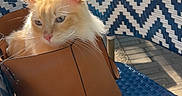 Azur participe au concours pour gagner de l'argent avec cette photo : cat, orange_cat, bag, leather_bag, chair, woven_chair, blue_and_white, outdoor, sunlight, furniture, table, people, relaxing, cafe, pet, animal, daylight, seat, cozy, domestic_cat