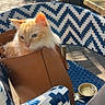 cat, orange_cat, bag, leather_bag, chair, woven_chair, blue_and_white, outdoor, sunlight, furniture, table, people, relaxing, cafe, pet, animal, daylight, seat, cozy, domestic_cat