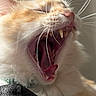 cat, yawning, close_up, orange_cat, white_fur, whiskers, teeth, mouth_open, pet, animal, feline, fur, indoor, cozy, relaxed, sleepy, cute, mammal, closeup, portrait