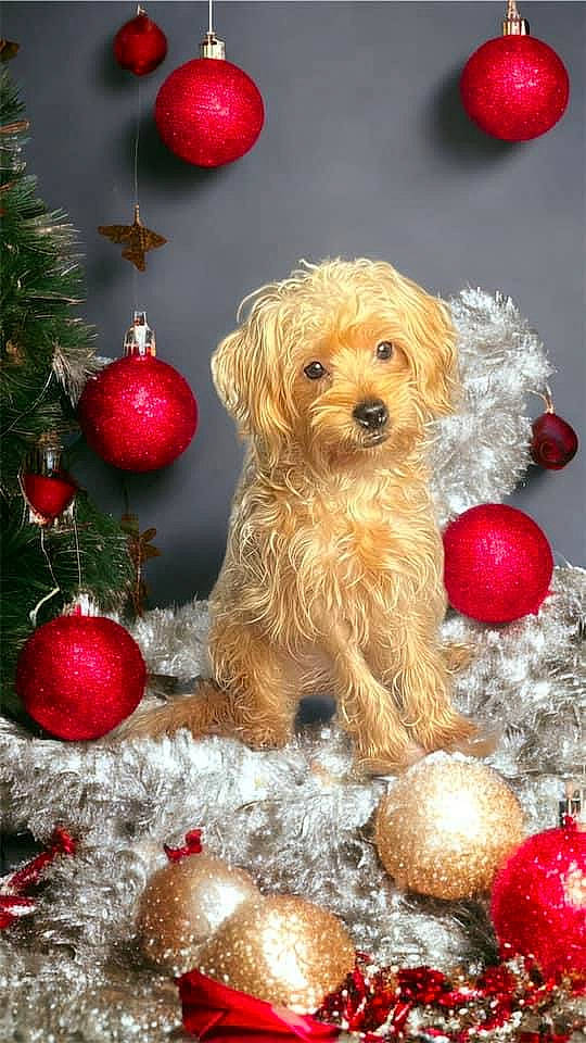 Bailey is registered to the contest to win money with this photo: canidae, carnivore, christmas_ornament, companion_dog, conifer, dog, dog_breed, dog_supply, event, fawn, holiday_ornament, liver, natural_foods, ornament, pet_supply, plant, red, sporting_group, toy, toy_dog