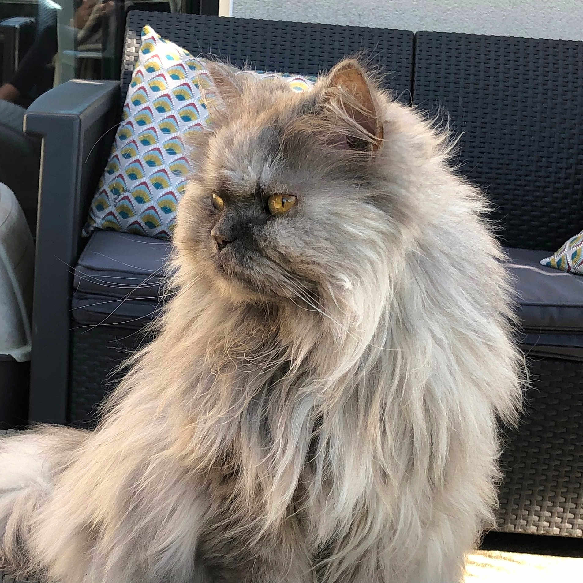 Isis a rejoint le concours — aidez-le/la à gagner de superbes lots ! animal, cat, cushion, daylight, domestic_animal, feline, fluffy, fur, furniture, home, long_hair, outdoor, pattern, pet, portrait, reflection, relaxed, side_view, sofa, yellow_eyes