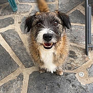 Milo participe au concours pour gagner de l'argent avec cette photo : dog, pet, animal, smiling, tail, fur, ears, face, outdoor, stone_floor, patio, chair, table, tablecloth, cute, friendly, looking_up, domestic_animal, happy, canine