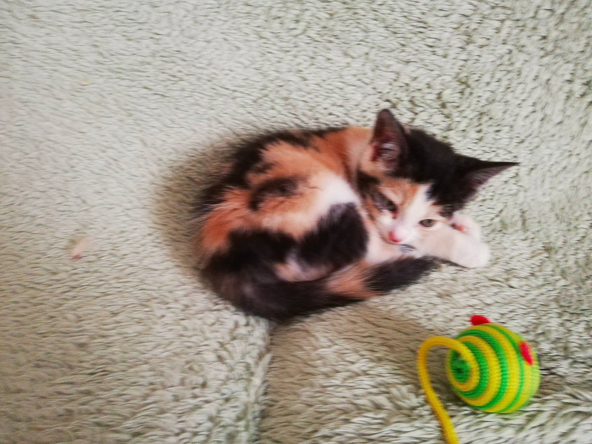 Lily
