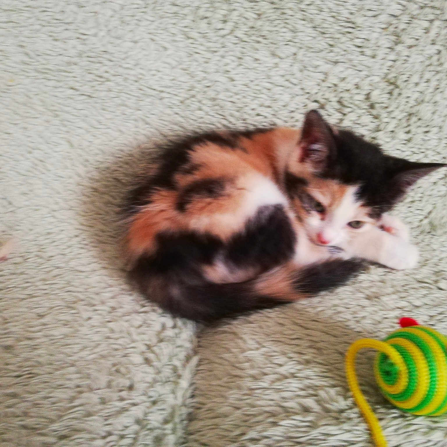 Lily