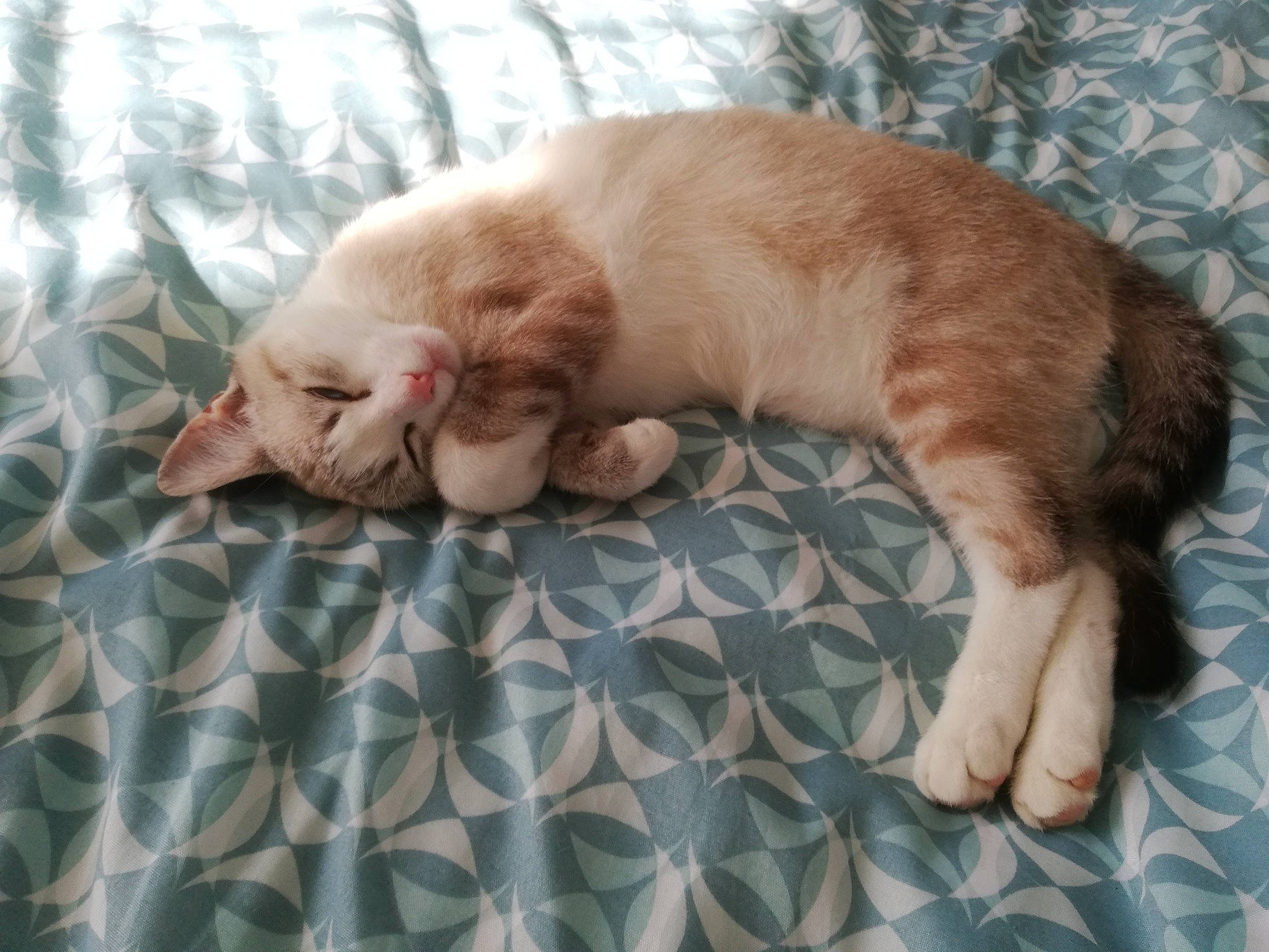Sam participe au concours pour gagner de l'argent avec cette photo : canidae, carnivore, cat, claw, comfort, companion_dog, curtain, domestic_short_haired_cat, fawn, felidae, fur, linens, pattern, paw, small_to_medium_sized_cats, snout, sporting_group, tail, whiskers, wood
