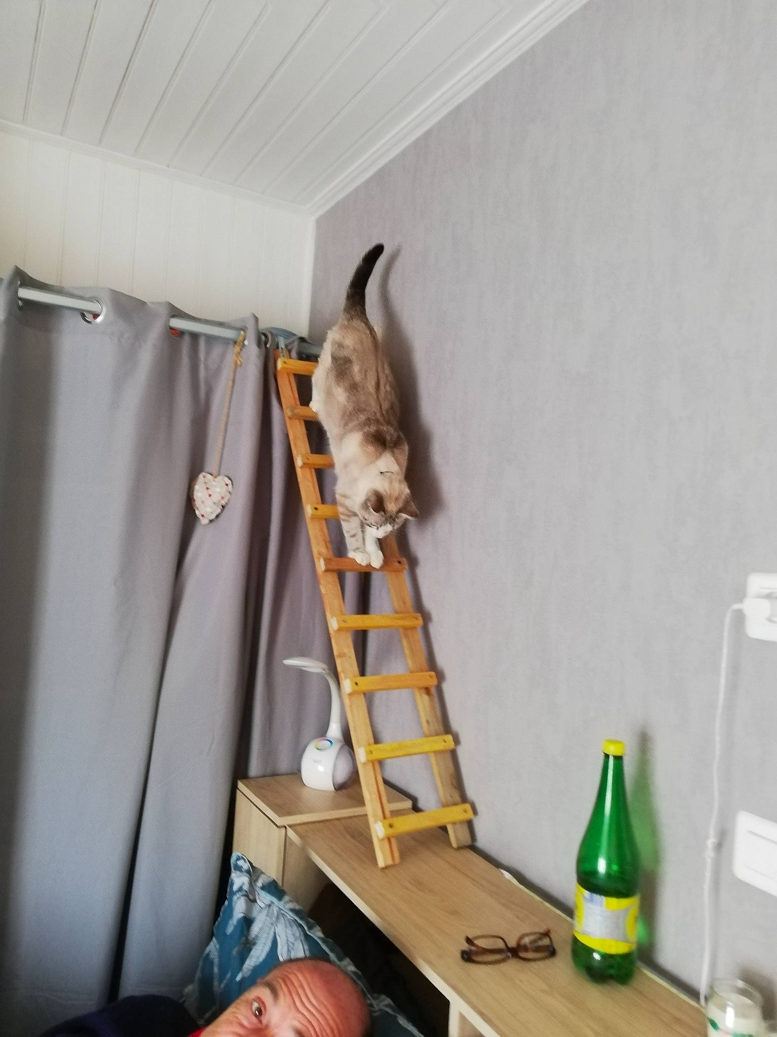 Sam a rejoint le concours — aidez-le/la à gagner de superbes lots ! bottle, carnivore, cat, ceiling, comfort, curtain, felidae, flooring, fur, glass_bottle, hardwood, household_supply, interior_design, ladder, musical_instrument, room, small_to_medium_sized_cats, tail, tool, wood