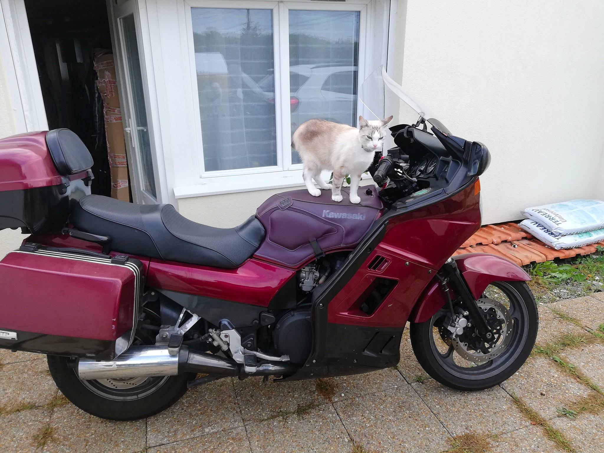 Sam a rejoint le concours — aidez-le/la à gagner de superbes lots ! alloy_wheel, automotive_design, automotive_exhaust, automotive_exterior, automotive_lighting, automotive_tire, automotive_wheel_system, carnivore, fender, fuel_tank, motor_vehicle, motorcycle, motorcycle_accessories, motorcycle_fairing, rim, tire, vehicle, vehicle_brake, wheel, window
