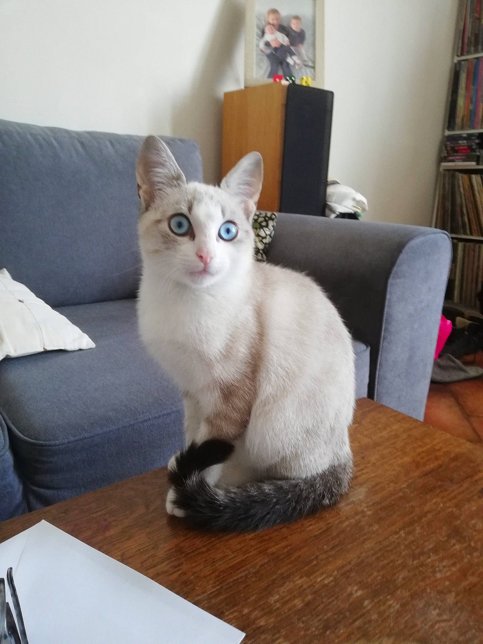 Sam a rejoint le concours — aidez-le/la à gagner de superbes lots ! carnivore, cat, comfort, couch, domestic_short_haired_cat, fawn, felidae, flooring, fur, furniture, hardwood, paw, pillow, small_to_medium_sized_cats, snout, table, tail, tonkinese, whiskers, wood