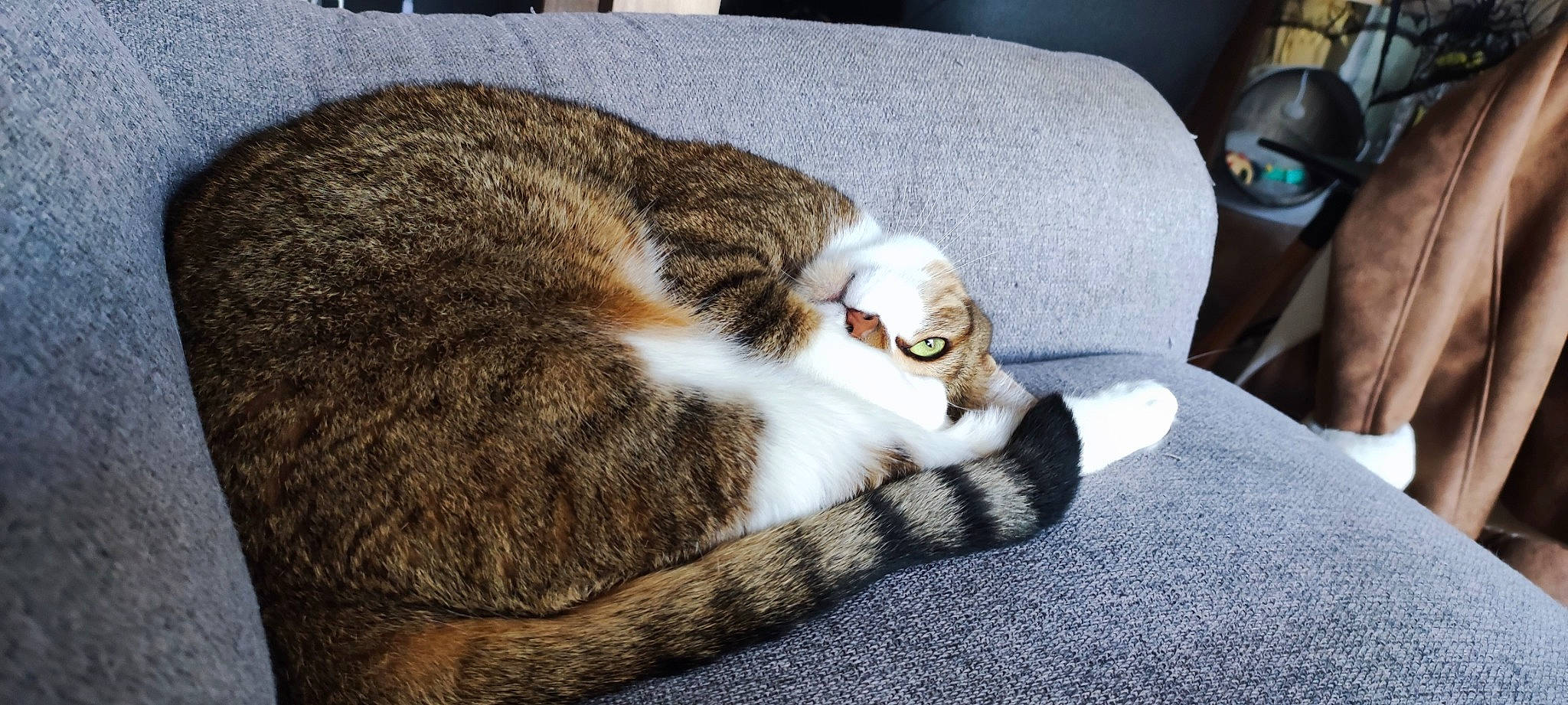 Kyoko a rejoint le concours — aidez-le/la à gagner de superbes lots ! carnivore, cat, claw, comfort, couch, domestic_short_haired_cat, fawn, felidae, fur, grey, nap, paw, sleep, small_to_medium_sized_cats, snout, tail, terrestrial_animal, whiskers, wood