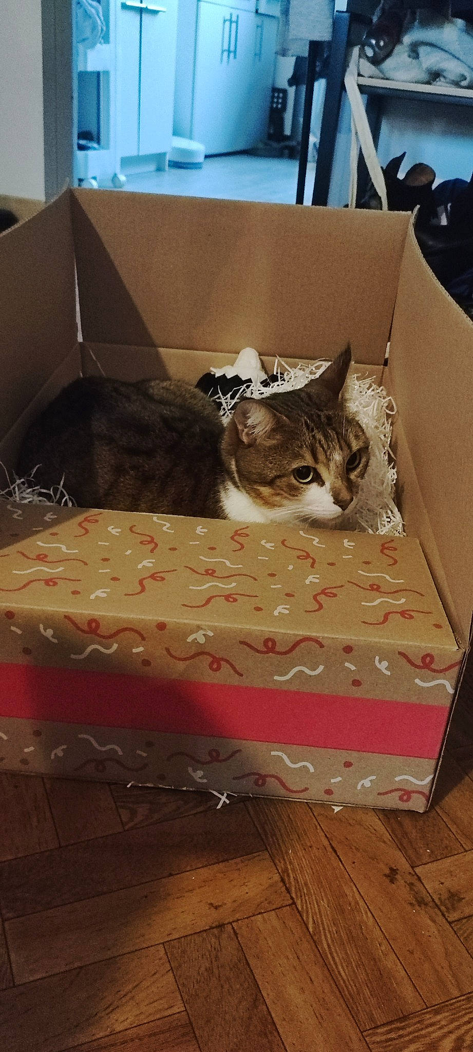 Kyoko participe au concours pour gagner de l'argent avec cette photo : bag, box, cardboard, carmine, carnivore, carton, cat, comfort, felidae, flooring, hardwood, packaging_and_labeling, packing_materials, paper_product, rectangle, room, shipping_box, small_to_medium_sized_cats, whiskers, wood
