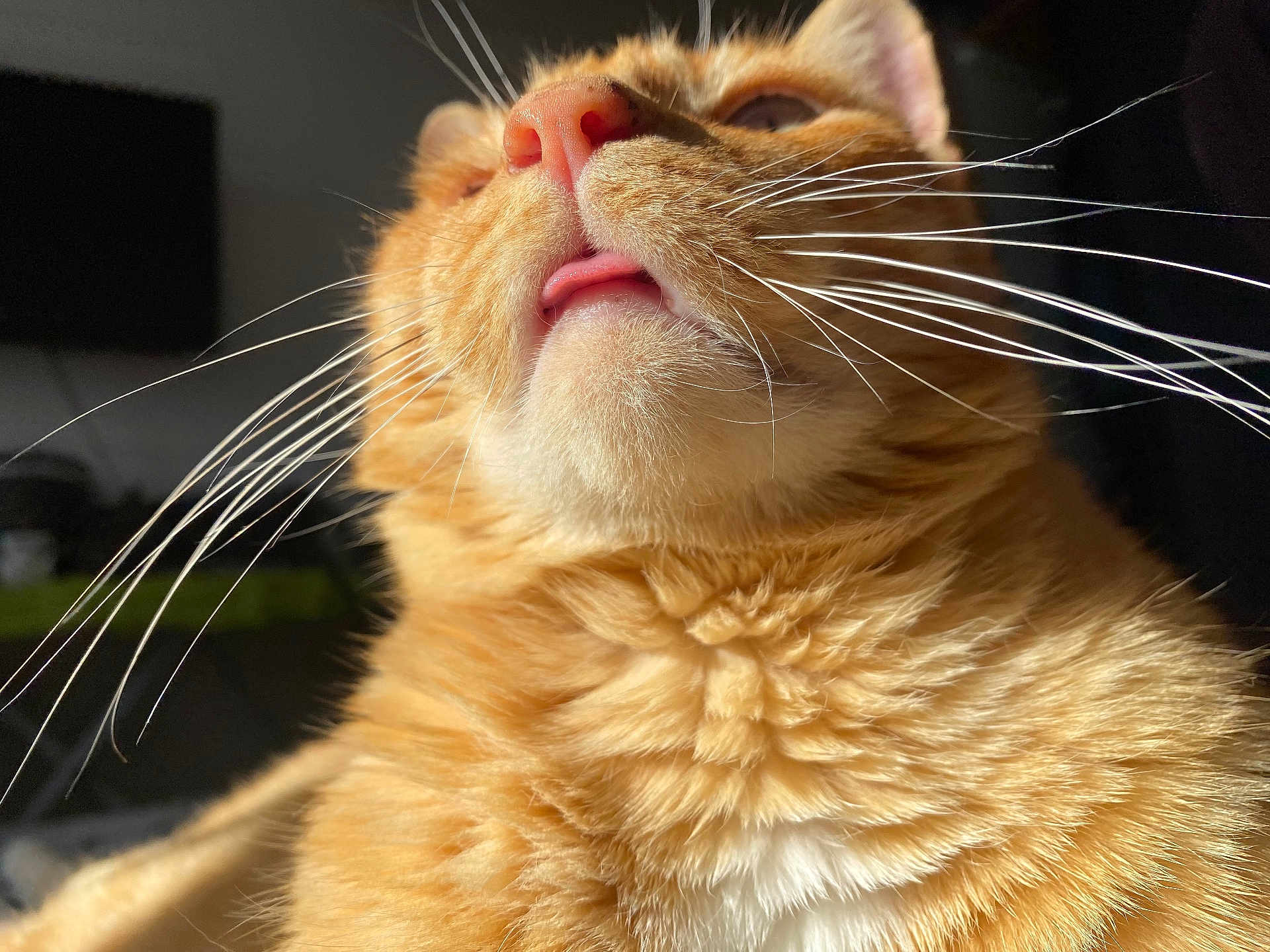 Roucky a rejoint le concours — aidez-le/la à gagner de superbes lots ! cat, orange_tabby, whiskers, tongue, close_up, fur, pet, animal, cute, sunlight, pink_nose, indoor, fluffy, muzzle, portrait, feline, relaxed, warm_light, domestic_cat, soft_texture