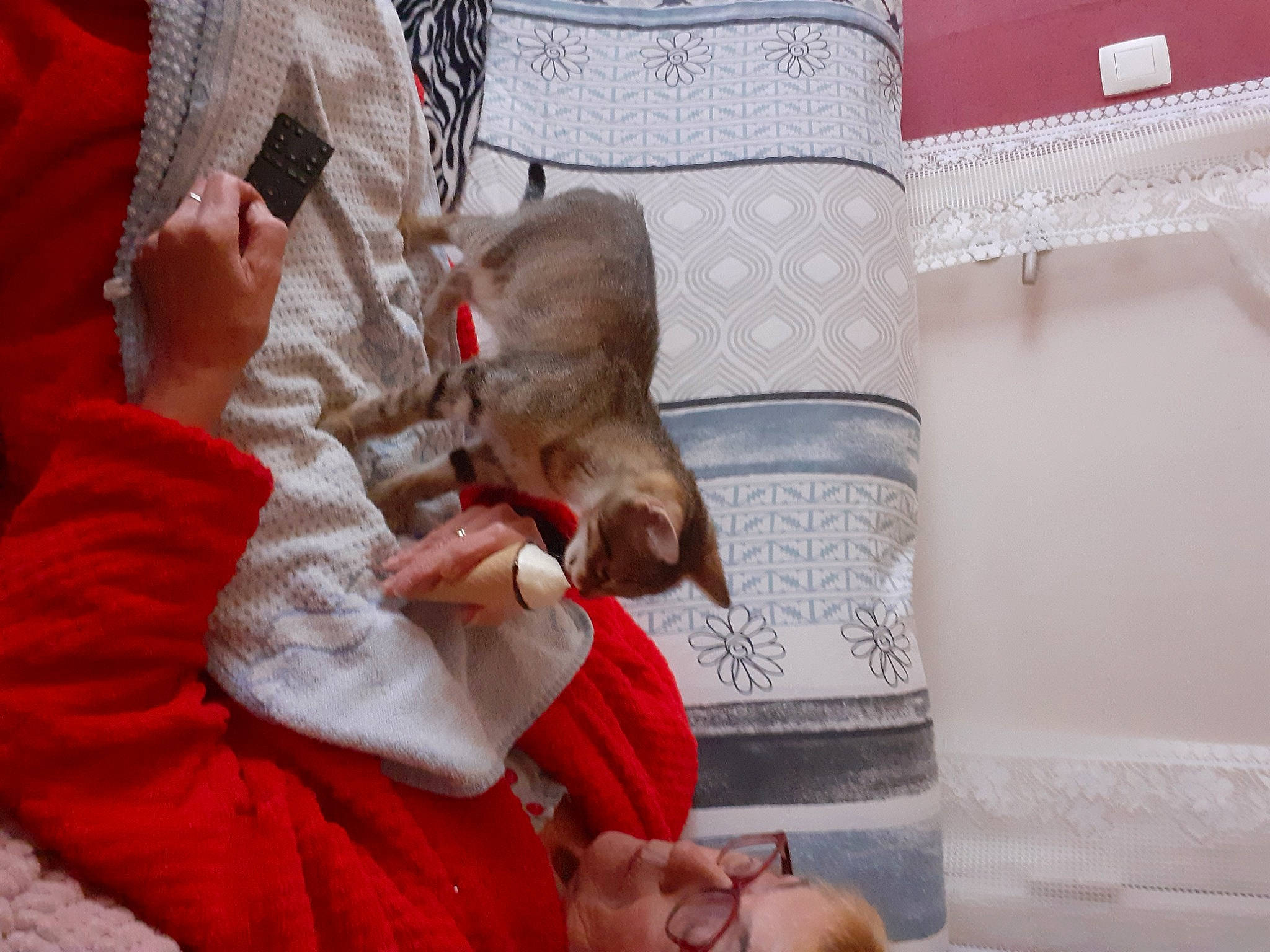 Pompom participe au concours pour gagner de l'argent avec cette photo : canidae, carnivore, cat, comfort, companion_dog, domestic_short_haired_cat, fawn, felidae, fur, lap, linens, nap, room, sitting, small_to_medium_sized_cats, sporting_group, whiskers