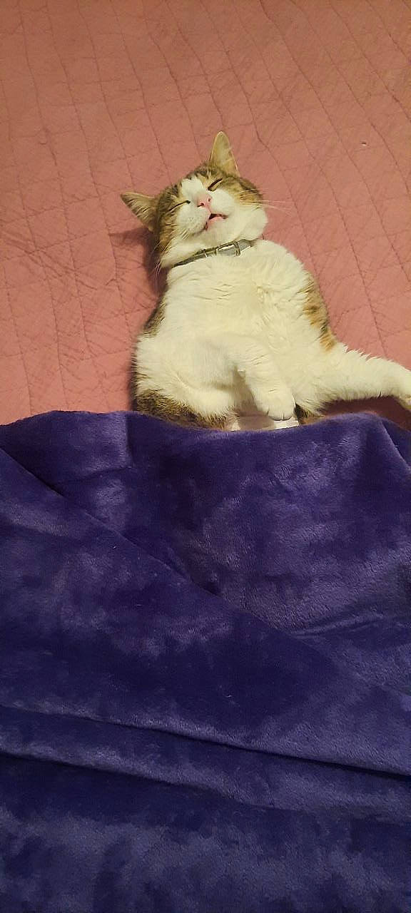 Cleo participe au concours pour gagner de l'argent avec cette photo : art, carnivore, cat, chair, domestic_short_haired_cat, electric_blue, fawn, felidae, flooring, fur, linens, magenta, pattern, paw, purple, sitting, small_to_medium_sized_cats, tail, whiskers, wood